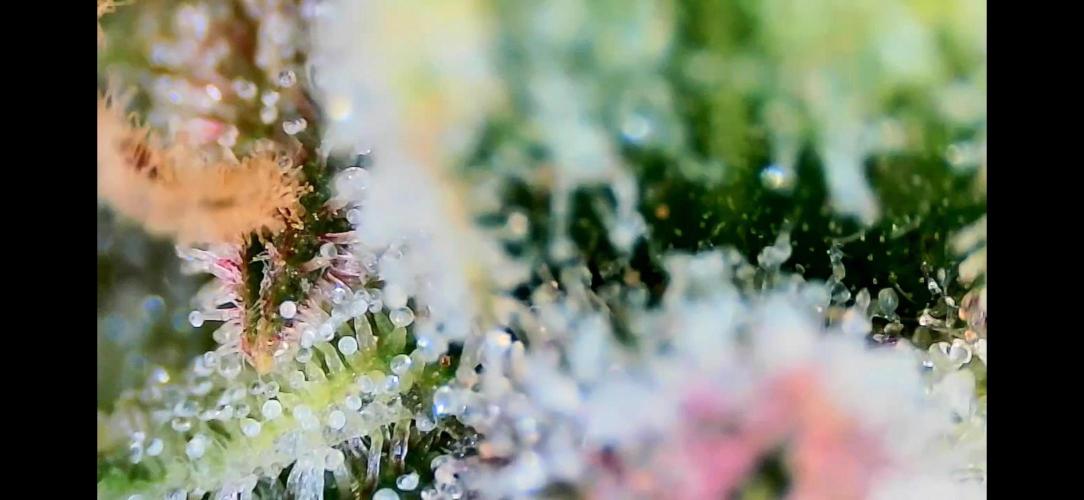 Papaya/Lemon Cherry Cookies. Week 12 - 12/18/2025 
Lemon Cherry Cookies 