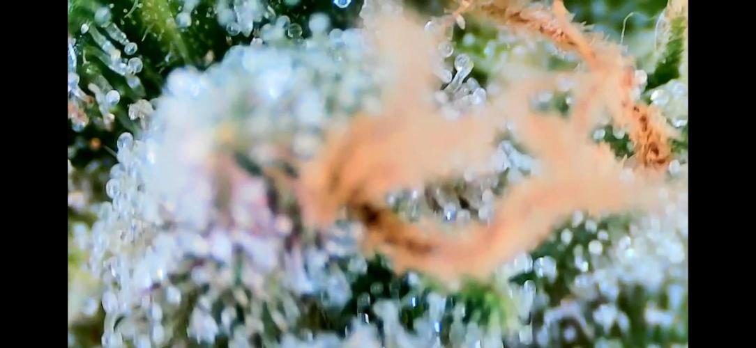 Papaya/Lemon Cherry Cookies. Week 12 - 12/18/2025 
Lemon Cherry Cookies 