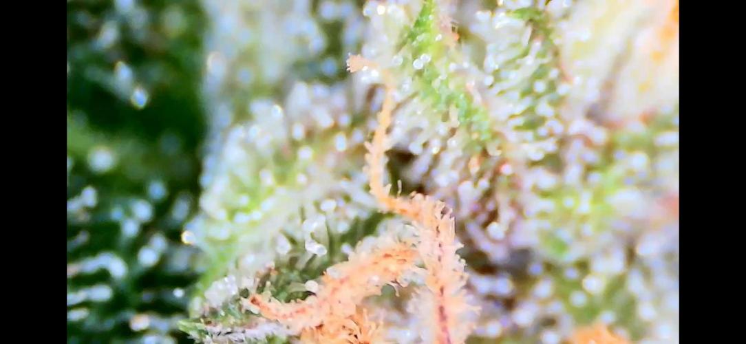 Papaya/Lemon Cherry Cookies. Week 12 - 12/18/2025 
Lemon Cherry Cookies 