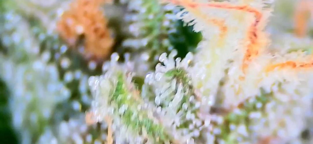 Papaya/Lemon Cherry Cookies. Week 12 - 12/18/2025 
Lemon Cherry Cookies 