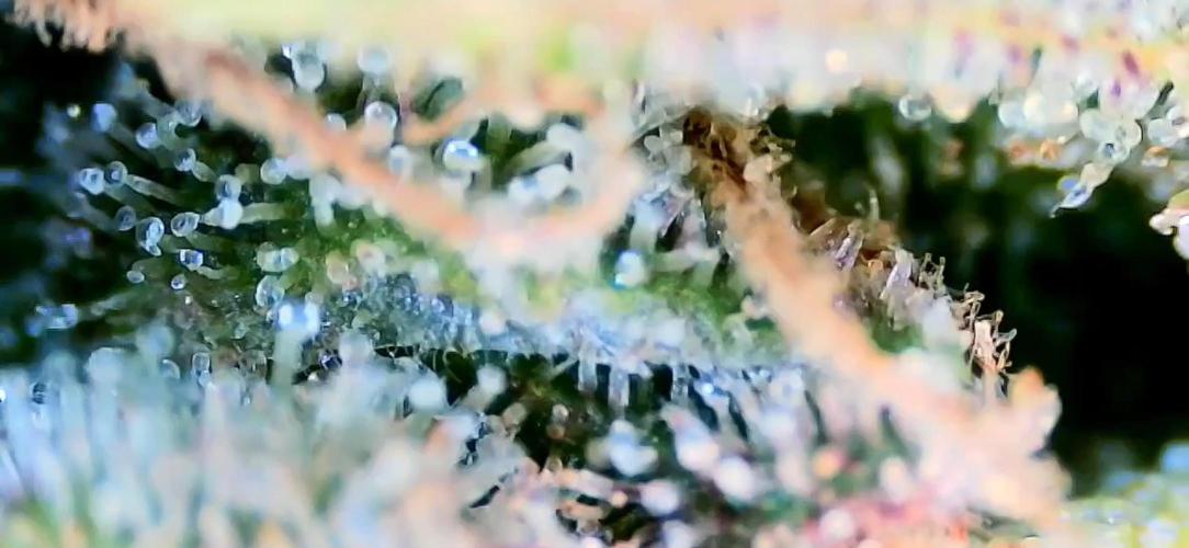 Papaya/Lemon Cherry Cookies. Week 12 - 12/18/2025 
Lemon Cherry Cookies 