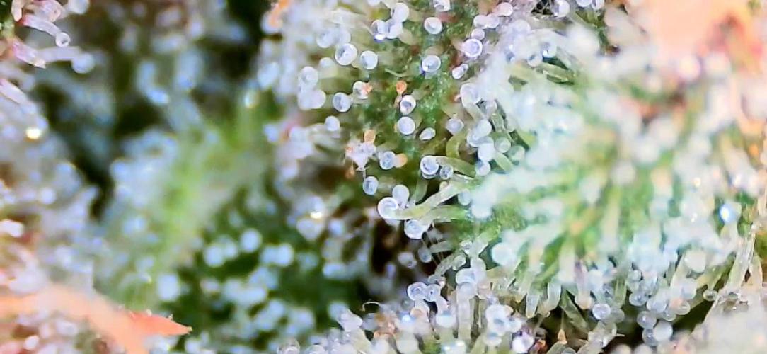 Papaya/Lemon Cherry Cookies. Week 12 - 12/18/2025 
Lemon Cherry Cookies 