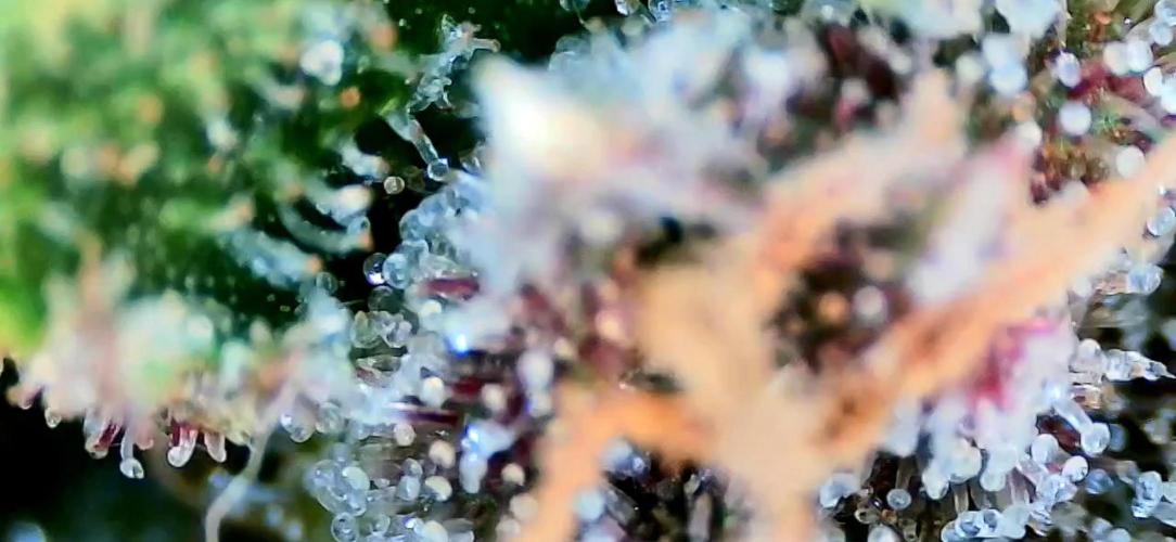 Papaya/Lemon Cherry Cookies. Week 12 - 12/18/2025 
Lemon Cherry Cookies 