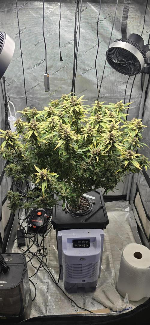 Papaya/Lemon Cherry Cookies. Week 12 - 12/19/2025 
Lemon Cherry Cookies 
