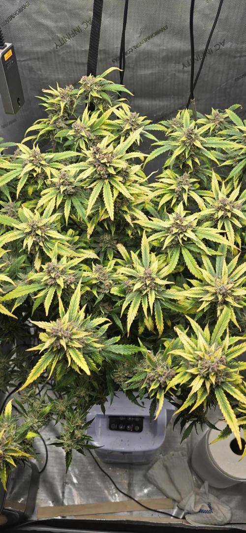 Papaya/Lemon Cherry Cookies. Week 12 - 12/19/2025 
Lemon Cherry Cookies 
Close Up