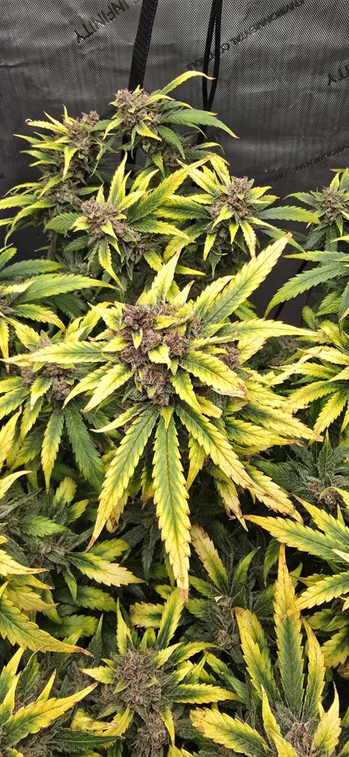 Papaya/Lemon Cherry Cookies. Week 12 - 12/19/2025 
Lemon Cherry Cookies Cola