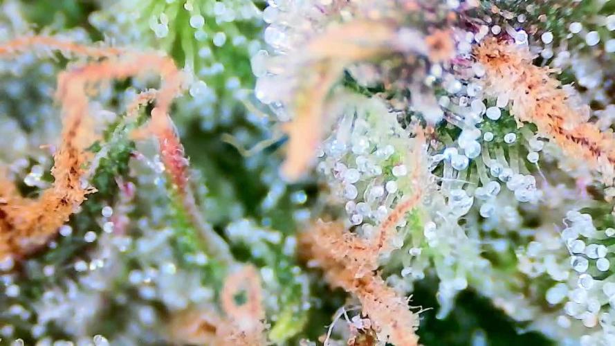 Papaya/Lemon Cherry Cookies