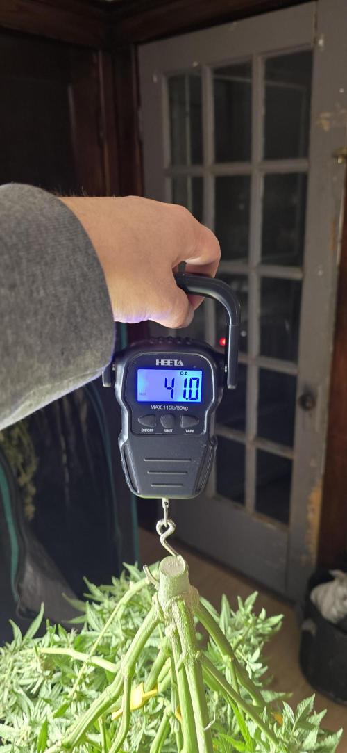 Papaya/Lemon Cherry Cookies. Week 13 - 12/19/2025 
Lemon Cherry Cookies 
Harvested at 41 oz