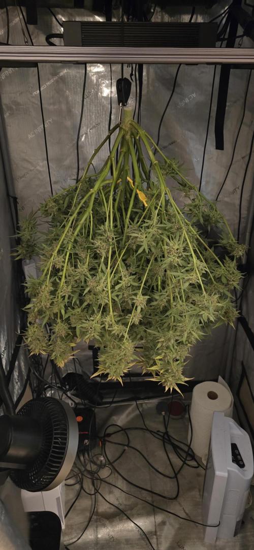 Papaya/Lemon Cherry Cookies. Week 13 - 12/19/2025 
Lemon Cherry Cookies 
Just hanging out. 