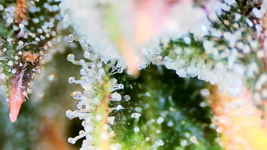 Papaya/Lemon Cherry Cookies
