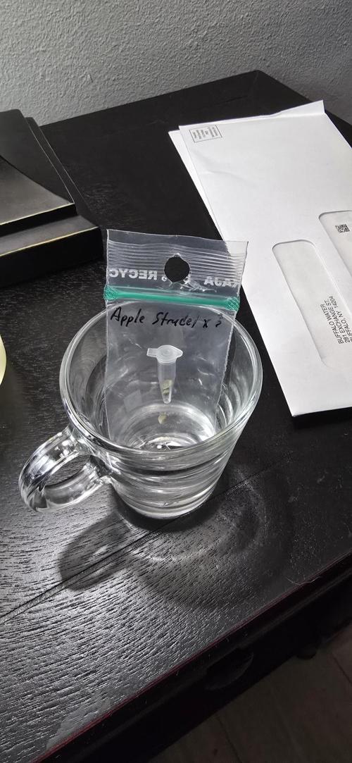 Apple Strudel FastBuds. Week 0 - 12/19/2025 
Apple Strudel Seed 