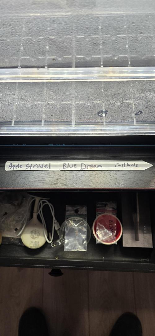 Blue Dream! Yum!. Week 0 - 12/19/2025 
Dark Place 
