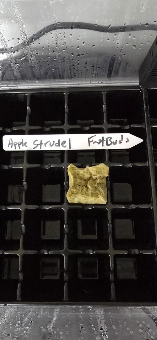 Apple Strudel FastBuds. Week 0 - 12/20/2025 
Apple Strudel Showcasing her fine wool outfit. 