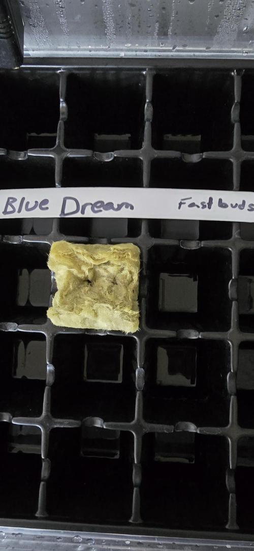 Blue Dream! Yum!. Week 0 - 12/20/2025 
Blue Dream is dreaming up a wonderful cut of wool.   