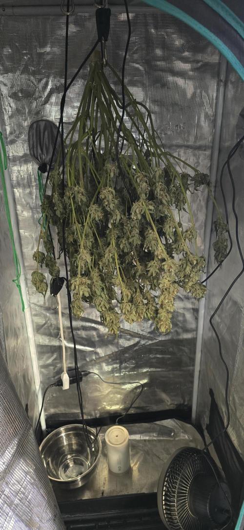 Papaya/Lemon Cherry Cookies. Week 12 - 12/21/2025 
Papaya Cookies 
Day 6 Drying