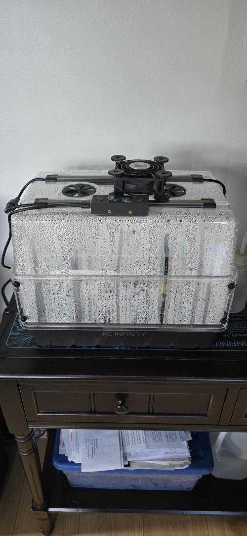 Blue Dream! Yum!. Week 0 - 12/21/2025 
Too humid? Wow