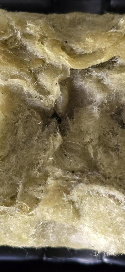 Blue Dream! Yum!. Week 0 - 12/21/2025 
Nothing Yet. Soon though. 