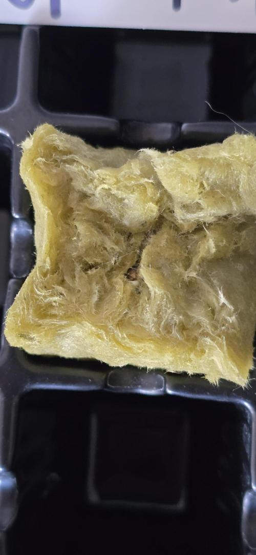 Apple Strudel FastBuds. Week 0 - 12/21/2025 
I see a tap root! 