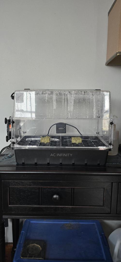 Apple Strudel FastBuds. Week 0 - 12/21/2025 
Working the environment. 