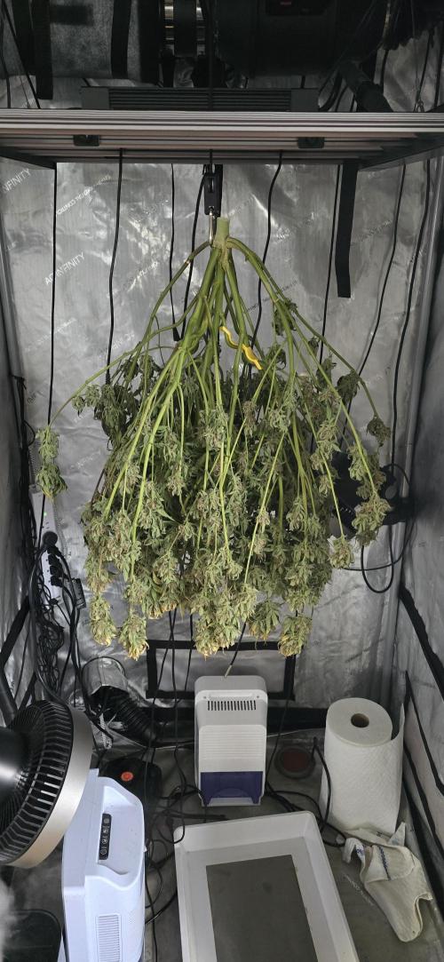 Papaya/Lemon Cherry Cookies. Week 13 - 12/22/2025 
Lemon Cherry Cookies Day 3 Drying