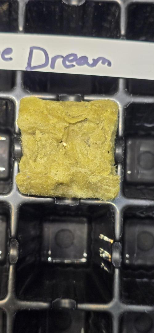 Blue Dream! Yum!. Week 0 - 12/22/2023 
I see a baby coming in