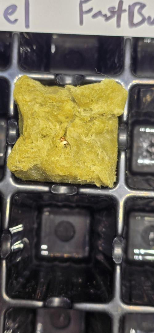 Apple Strudel FastBuds. Week 0 - 12/22/2025 
We are breaking surface today! 