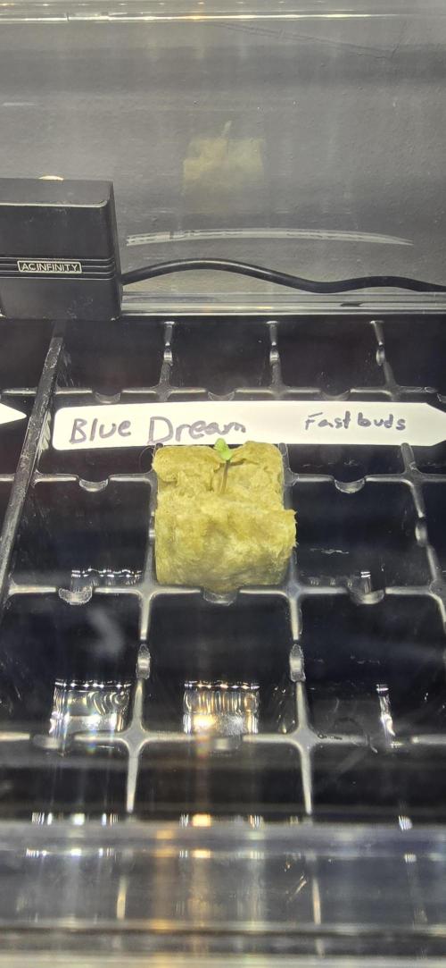 Blue Dream! Yum!. Week 0 - 12/23/2025 
We have a baby! 