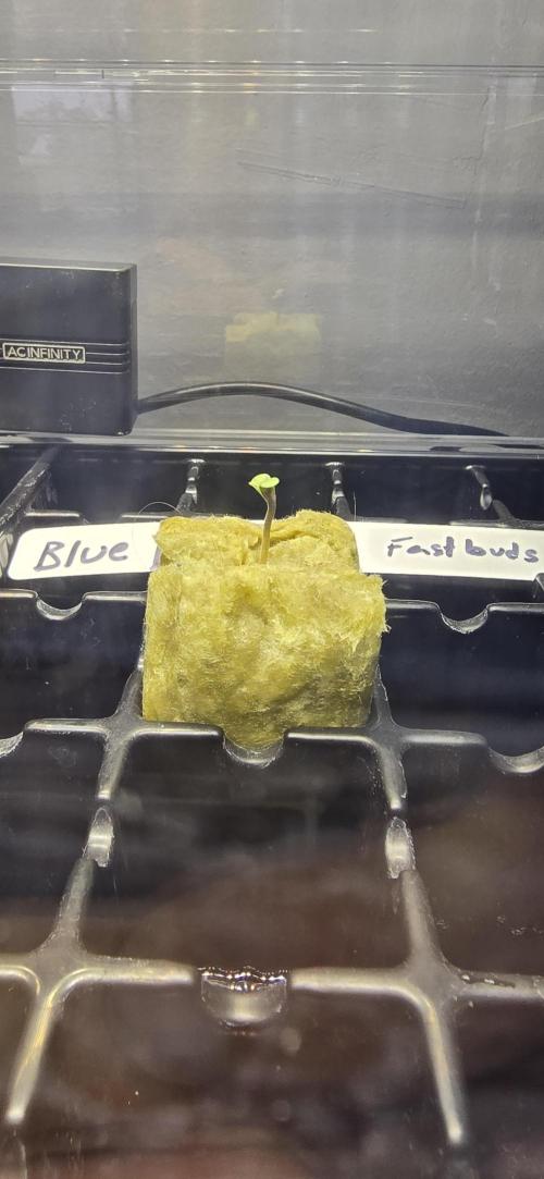 Blue Dream! Yum!. Week 0 - 12/23/2025 
Standing straight up. 