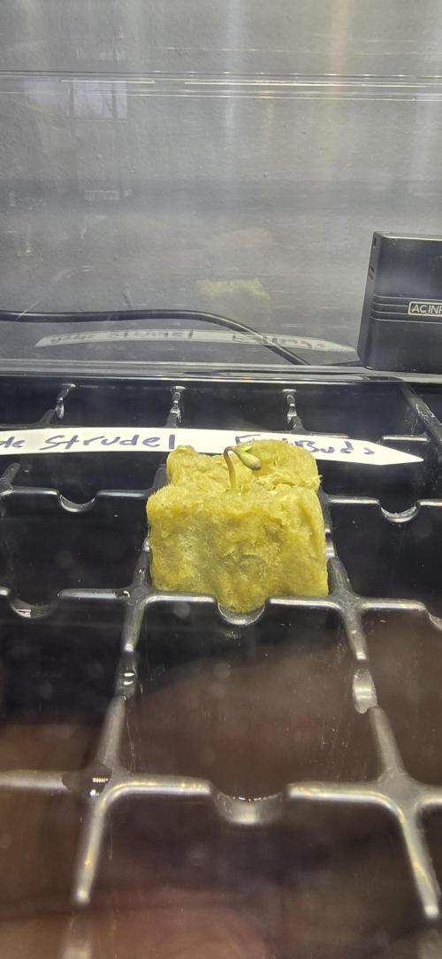 Apple Strudel FastBuds. Week 0 - 12/23/2025 
Little crooked baby