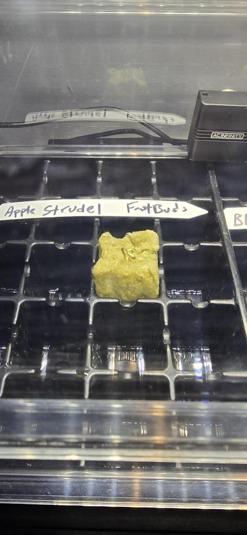 Apple Strudel FastBuds. Week 0 - 12/23/2025 
Popped out of the soil