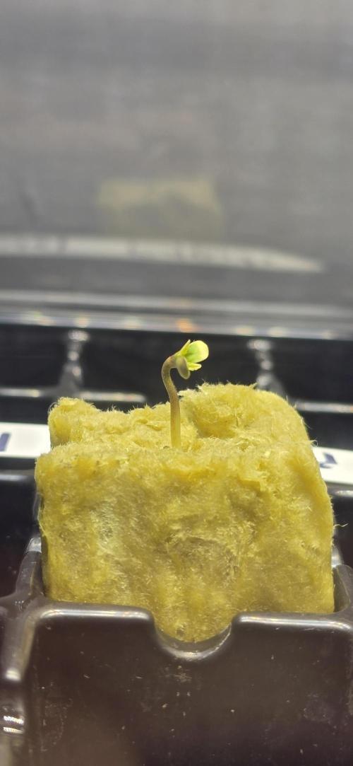 Apple Strudel FastBuds. Week 0 - 12/23/2025 
Close up. 