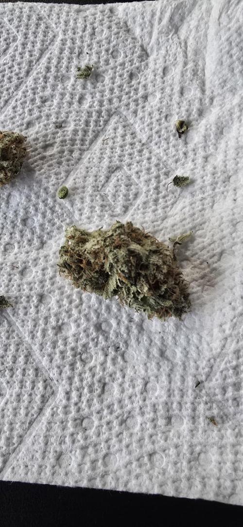 Papaya/Lemon Cherry Cookies. Week 12 - 12/24/2025 
Trim Day Sample