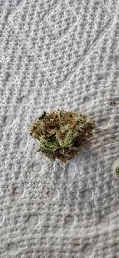 Papaya/Lemon Cherry Cookies. Week 12 - 12/24/2025 
Trim Day Sample 2. 