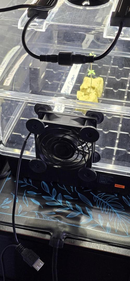 Blue Dream! Yum!. Week 0 - 12/25/2025 
Little computer fan for circulation. 