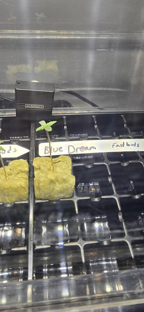 Blue Dream! Yum!. Week 0 - 12/25/2025 
Blue Dream is tall. 