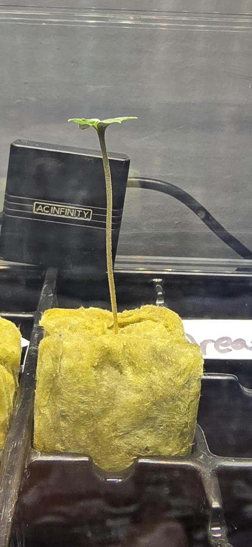 Blue Dream! Yum!. Week 0 - 12/25/2025 
3 inches in 3 days! 