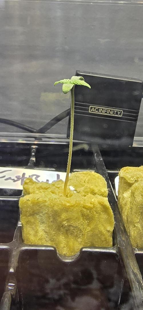 Apple Strudel FastBuds. Week 0