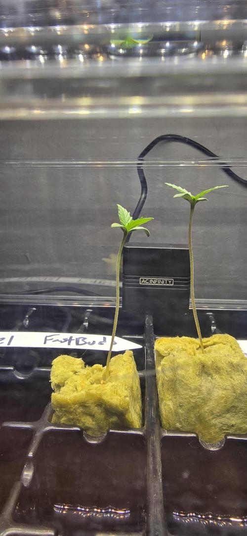 Blue Dream! Yum!. Week 0 - 12/27/2025 
Blue Dream on the right