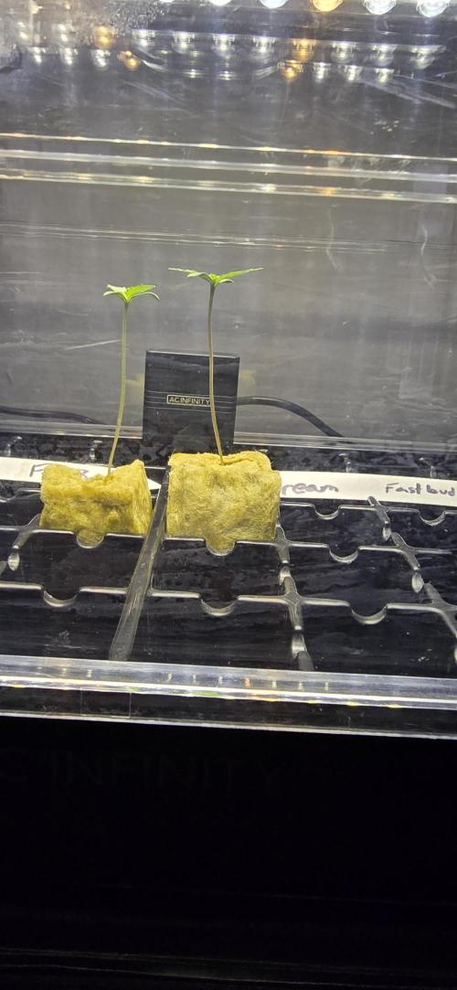 Blue Dream! Yum!. Week 0 - 12/27/2025 
Blue Dream on the right. Same height. Hahaha
