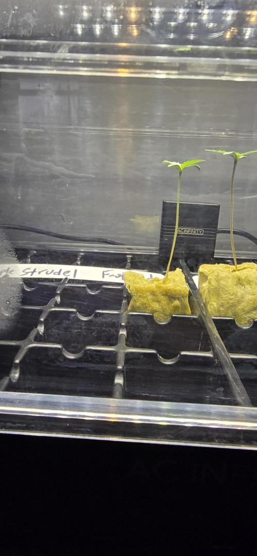 Apple Strudel FastBuds. Week 0 - 12/27/2025 
Apple Strudel on the left. 