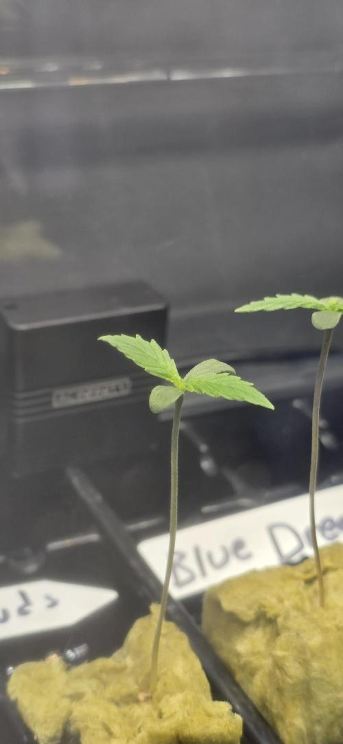 Apple Strudel FastBuds. Week 0 - 12/27/2025 
Apple Strudel 