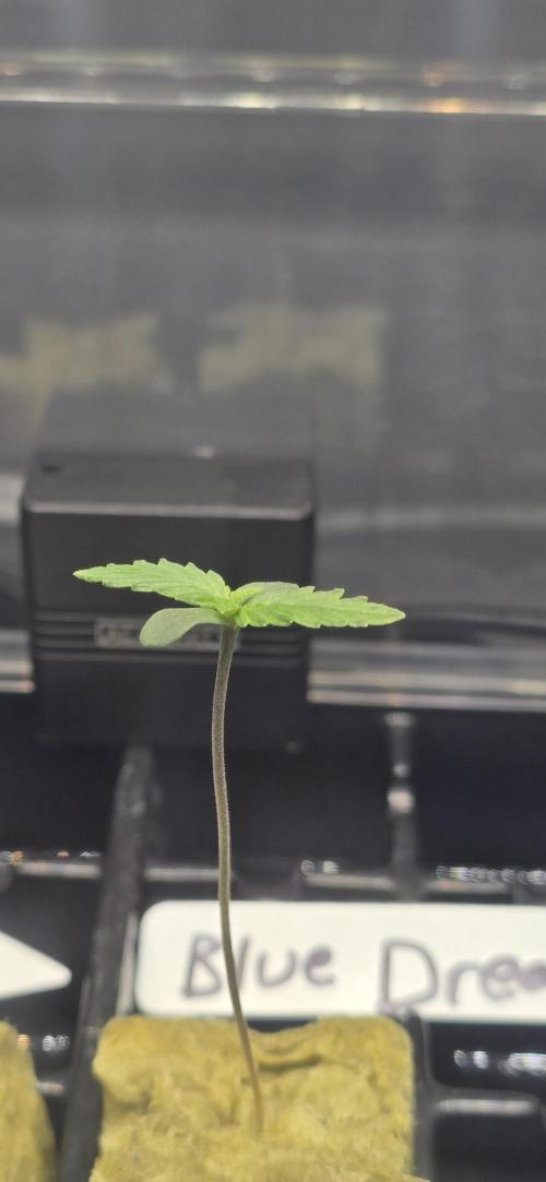 Blue Dream! Yum!. Week 0 - 12/27/2025 
Blue Dream 