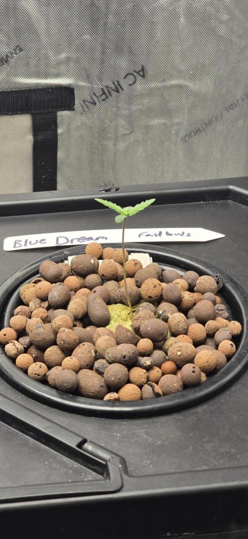 Blue Dream! Yum!. Week 0 - 12/27/2025 
Blue Dream 
New home