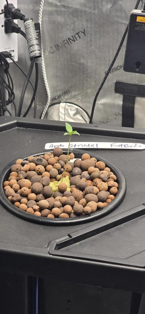 Apple Strudel FastBuds. Week 0