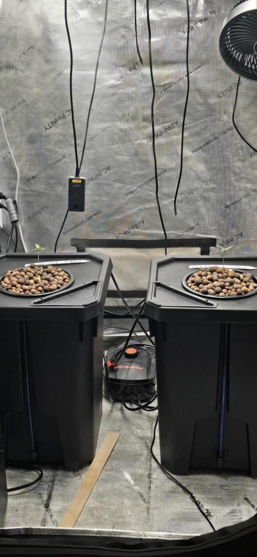 Apple Strudel FastBuds. Week 0