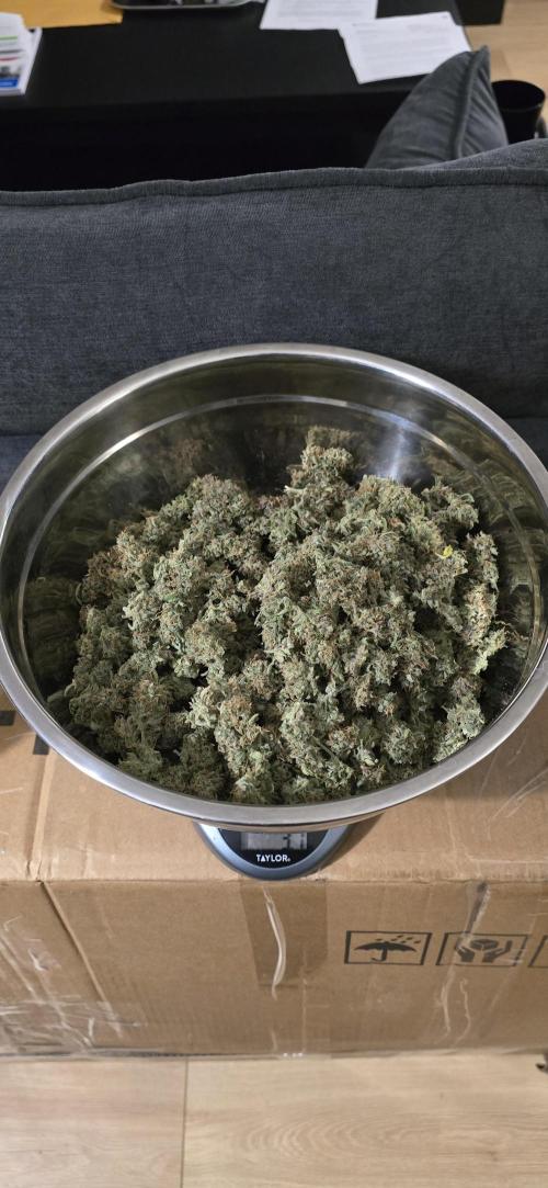 Papaya/Lemon Cherry Cookies. Week 13 - 12/28/2025 
Lemon Cherry Cookies 