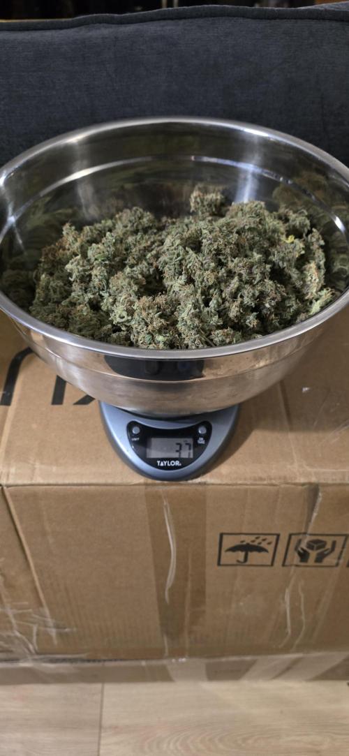 Papaya/Lemon Cherry Cookies. Week 13 - 12/28/2025 
Lemon Cherry Cookies 