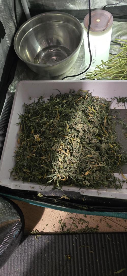 Papaya/Lemon Cherry Cookies. Week 13 - 12/28/2025 
Lemon Cherry Cookies 
Pressing material