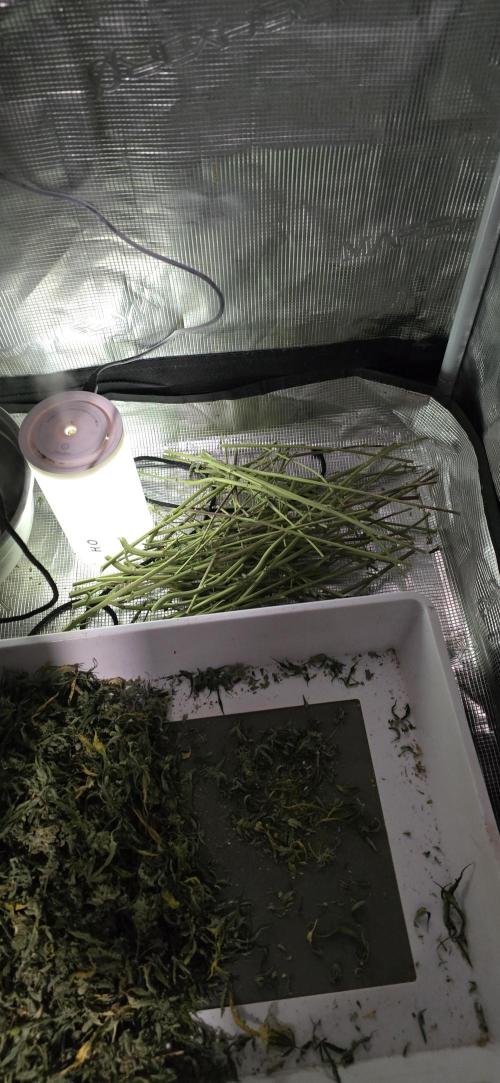 Papaya/Lemon Cherry Cookies. Week 13 - 12/28/2025 
Lemon Cherry Cookies 
Stems and branches. Dunno. 