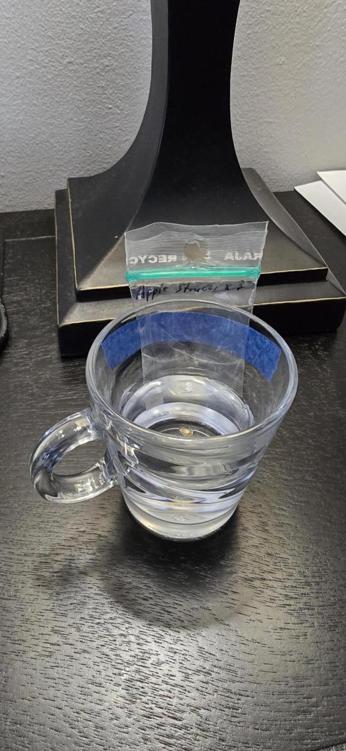 Apple Strudel Round 2. Week 0 - 01/02/2026 
Apple Strudel in a nespresso cup